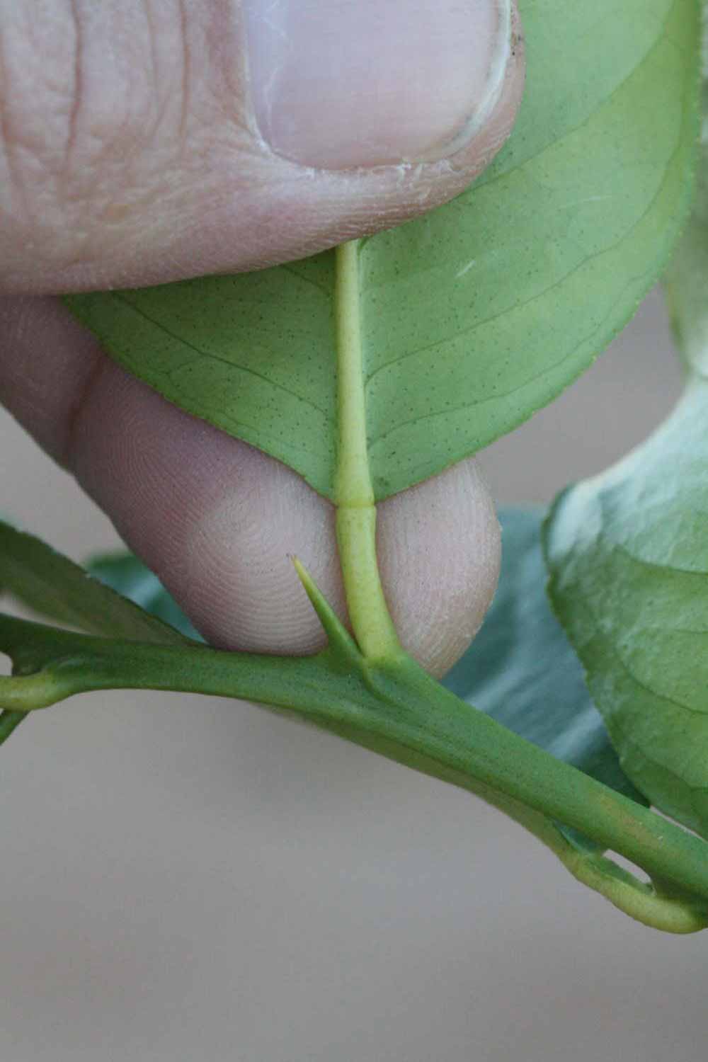              Petiole (Jullundri Khatti, Riverside, CA)       